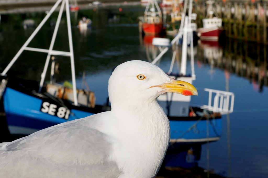 Scotland - Mouette écossaise